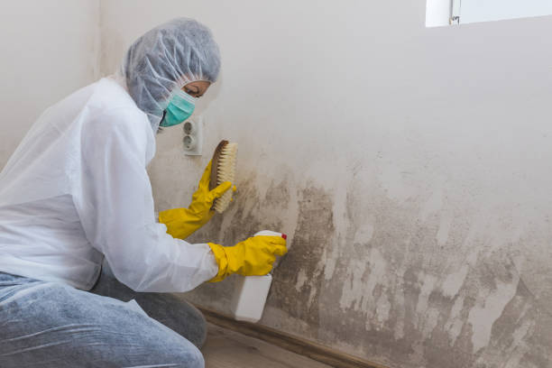 Best Mold Remediation for Specific Building Types in Golden, CO